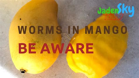 mangoworms|where are mango worms found.